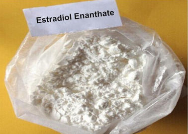 Oral Raw Steroid Powder Estradiol Enanthate Oestradiol 17 - Heptanoate CAS NO 4956-37-0